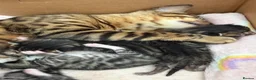 Bengal cats for sale: Half bengal kittens  in Spalding - Advert 14