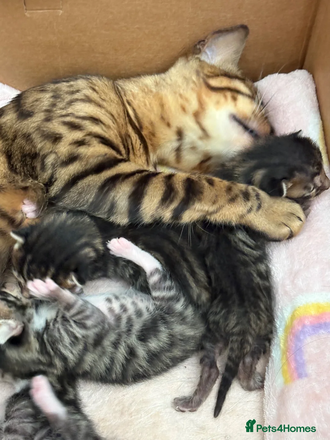 Bengal cats for sale: Half bengal kittens  in Spalding - Advert 14