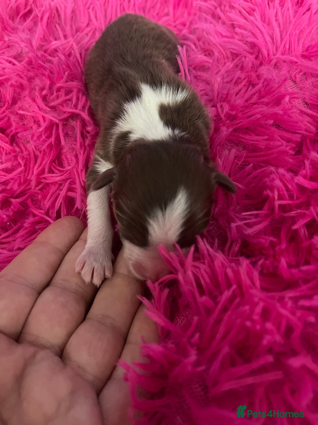 Australian Shepherd dogs for sale: Beautiful Australian Shepherd KC registration🥰 - Image 5