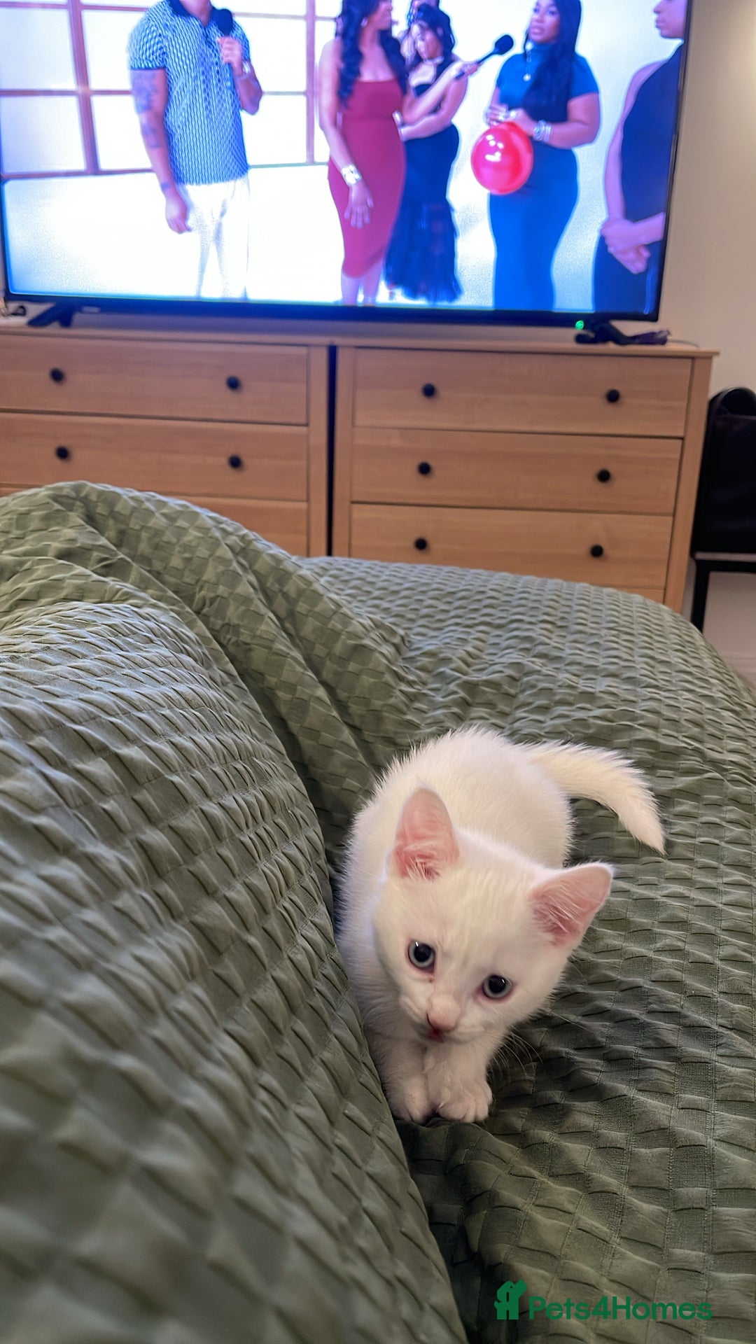 Mixed Breed cats for sale: 1 Gorgeous girl available  - Advert 5