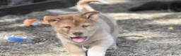 Chow Chow dogs for sale: Genuine chowski puppies  - Advert 26