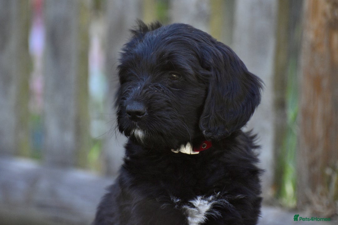 Labradoodle dogs for sale: Beautiful Puppies Ready for the Summer Holidays - Image 24