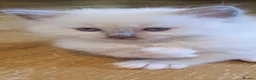 Ragdoll cats for sale: Ragdoll boy (lilac mitted) and girl ready - Advert 18