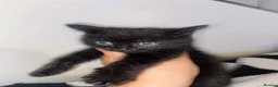 Mixed Breed cats for sale: Short and long haired kittens  in Loughborough - Advert 10