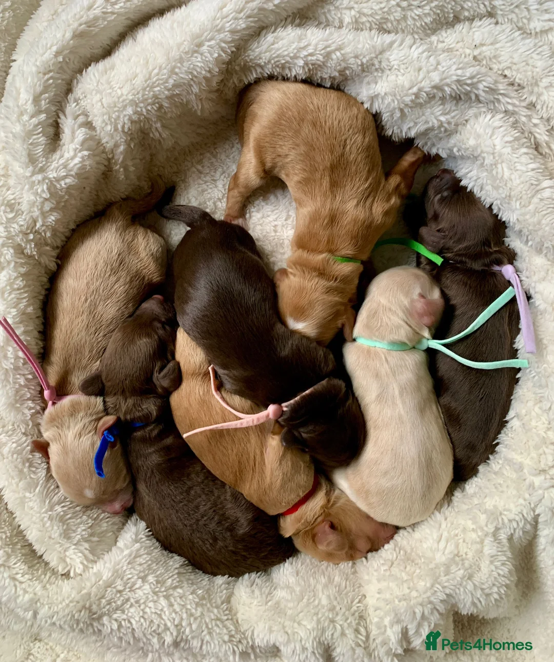 Cockapoo dogs for stud: F1b Red Proven Cockapoo DNA Tested F/F for Stud  in Coventry - Advert 12