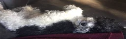 Toy Poodle dogs for stud: Gorgeous Black & White parti toy poodle in Saint Neots - Advert 4