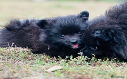 Pomeranian dogs for sale: Perfect poms - Image 20