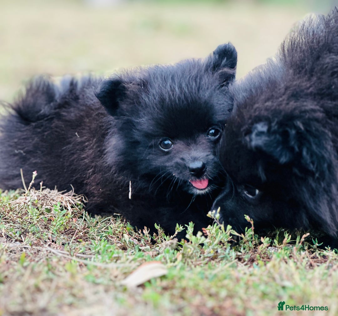 Pomeranian dogs for sale: Perfect poms - Image 20