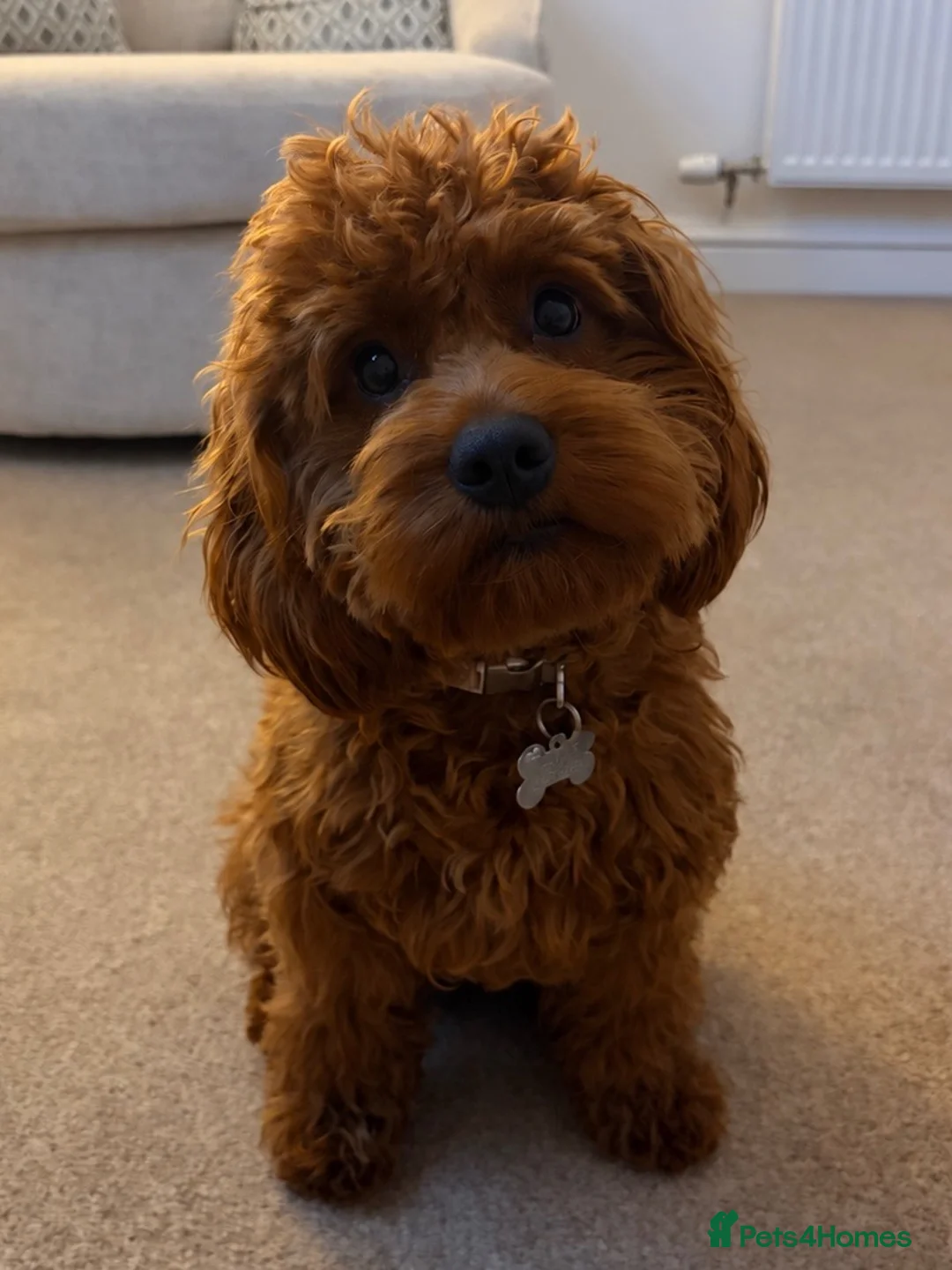 Cavapoo dogs for sale: Cavapoo for rehoming  in Brechin - Advert 3