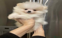 Pomeranian dogs for sale: 💝💝High-quality Beautiful boys💝💝 - Image 13