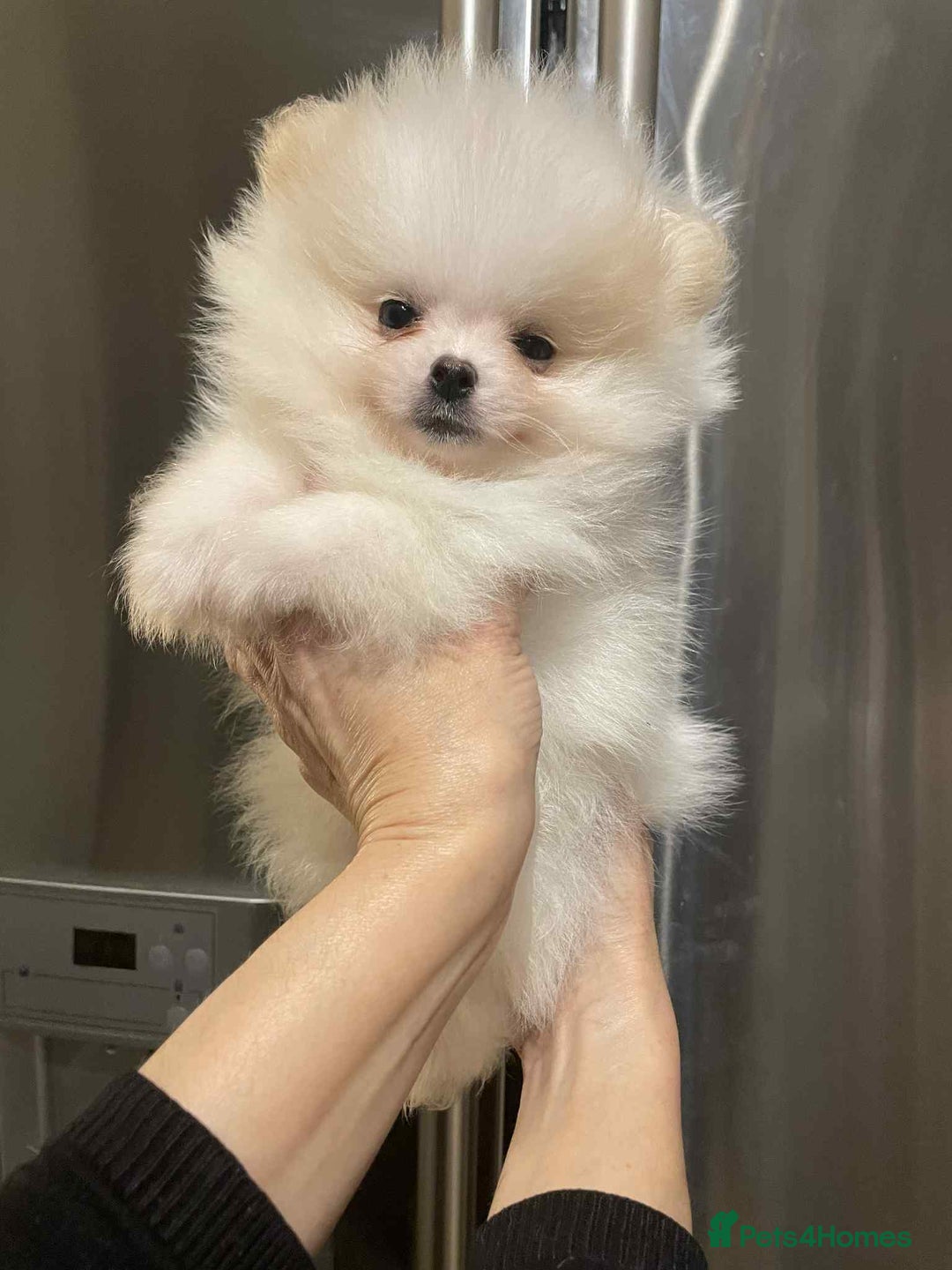 Pomeranian dogs for sale: 💝💝High-quality Beautiful boys💝💝 - Image 13
