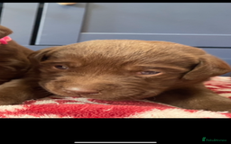 Labrador Retriever dogs for sale: KC Registered working Labrador puppies - Image 11