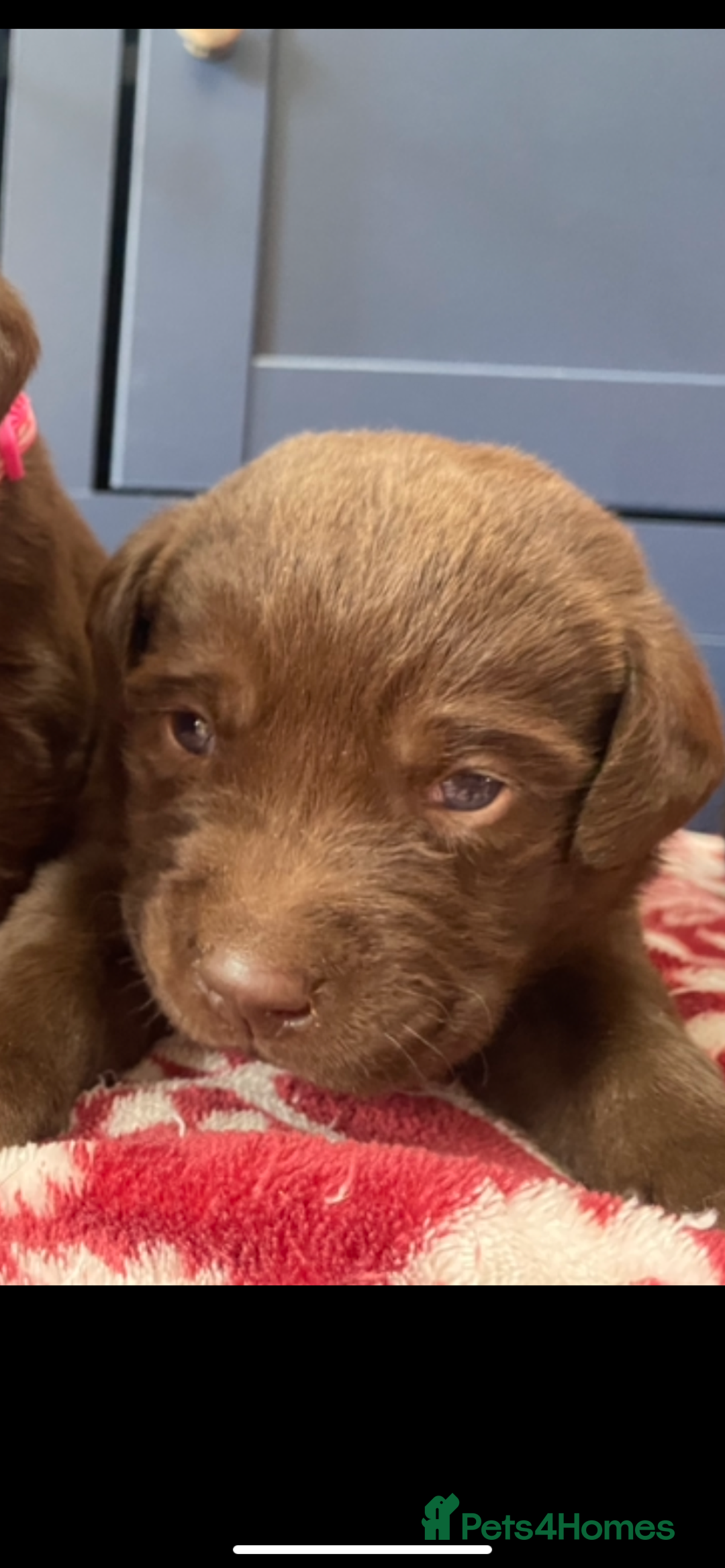 Labrador Retriever dogs for sale: KC Registered working Labrador puppies - Image 11