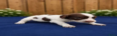 Cocker Spaniel 4