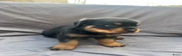 Rottweiler dogs for sale: Rottweiler pups - Advert 35