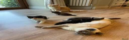 British Shorthair cats for sale: Five adorable British shorthair kittens in Skipton - Advert 22