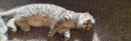 Scottish Fold cats for sale: Scottish fold kitten Tabby gold boy  - Advert 8