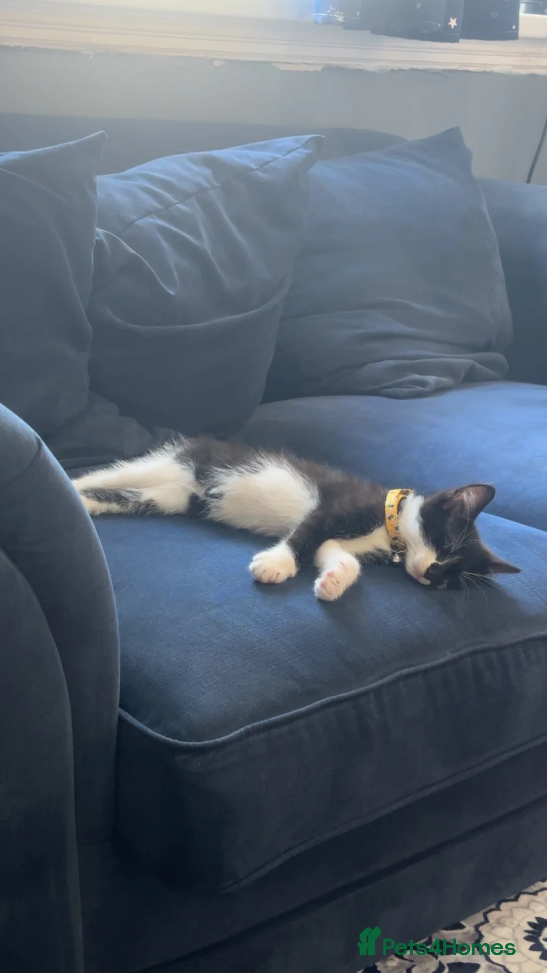 Mixed Breed cats for sale: Kitten in Birmingham - Advert 3