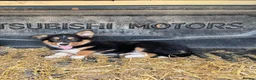 Mixed Breed dogs for sale: 3 Border collie pups  - Advert 1