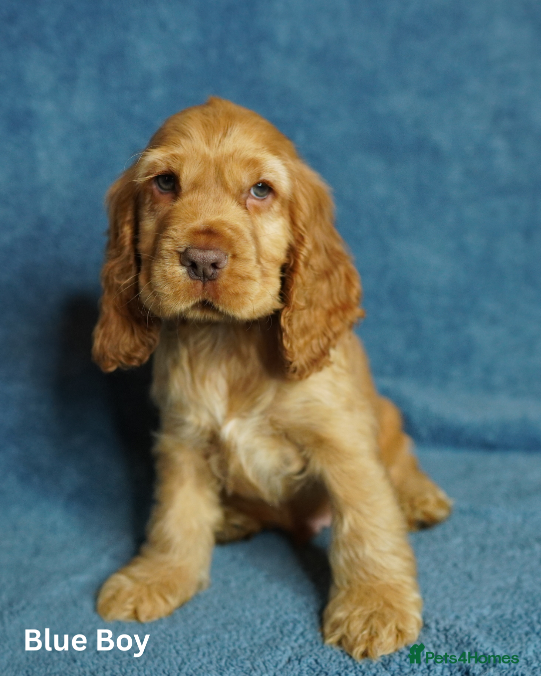 Cocker Spaniel dogs for sale: DNA Tested parents, Quality, Show Type puppies - Advert 15