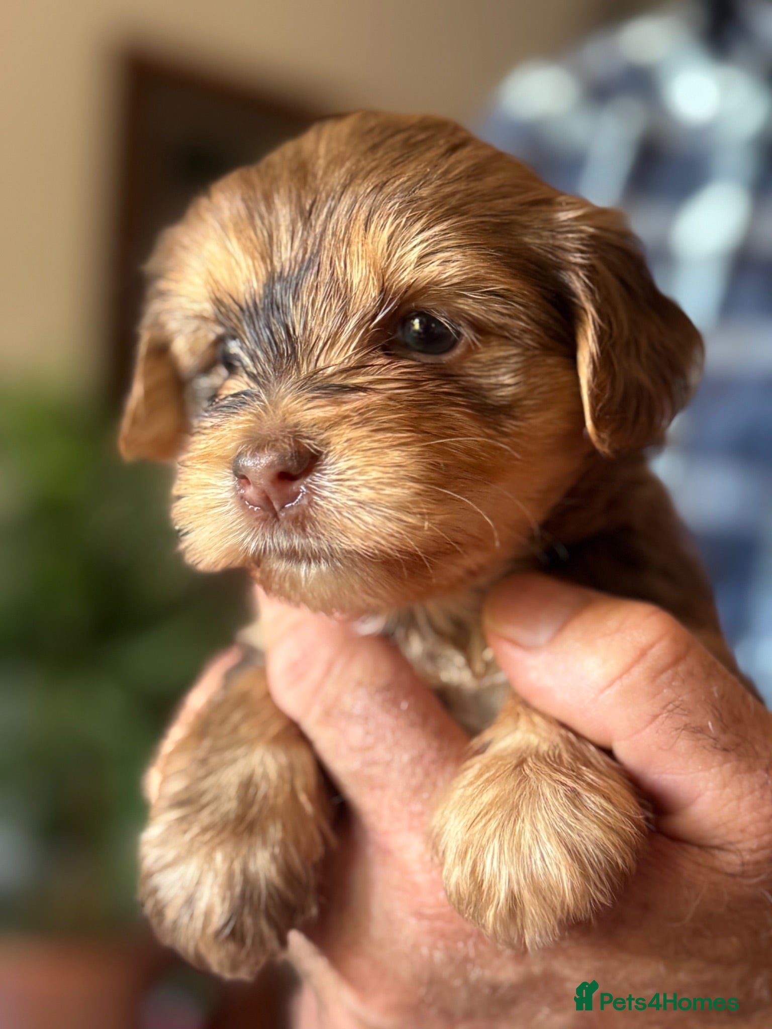 Yorkshire Terrier dogs Super Health tested Ocean Pearl /coloured Yorkies  - Advert 1