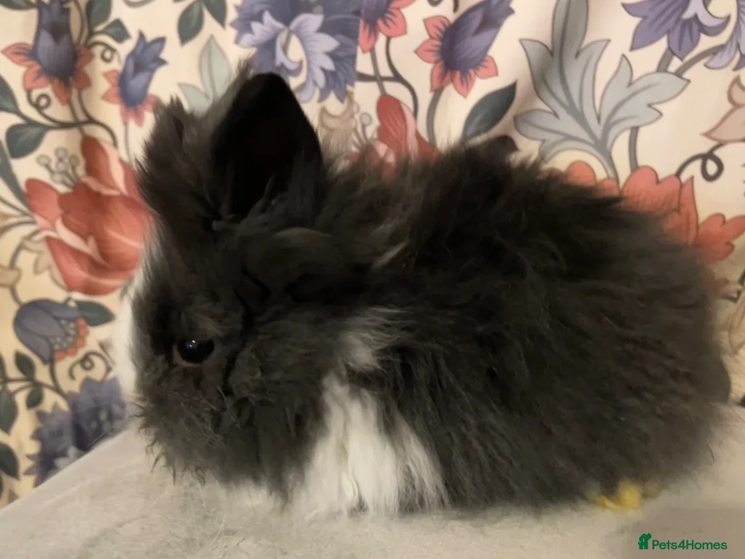 Lionhead rabbits for sale: Perfect little boy 💙 - Advert 2