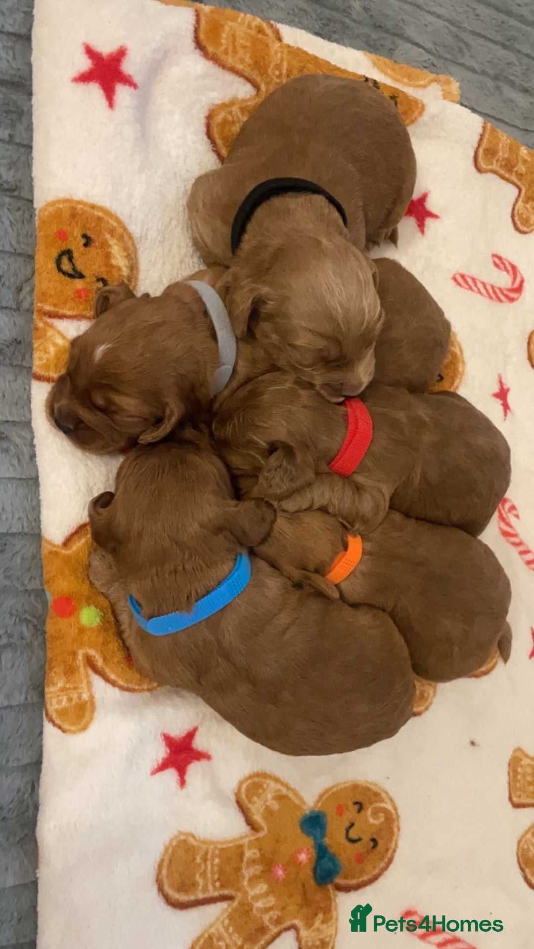 Cockapoo dogs for sale: 5 Stunning fox red Cockapoos (health tested) - Image 12