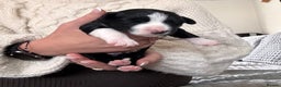 Border Collie dogs for sale: Border collie puppies - Advert 4