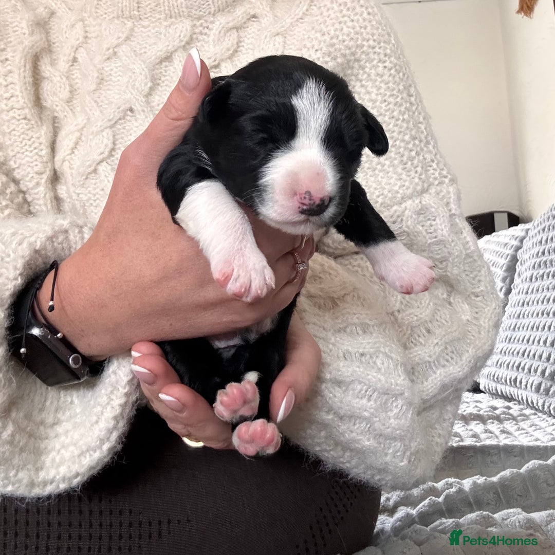 Border Collie dogs for sale: Border collie puppies - Advert 4