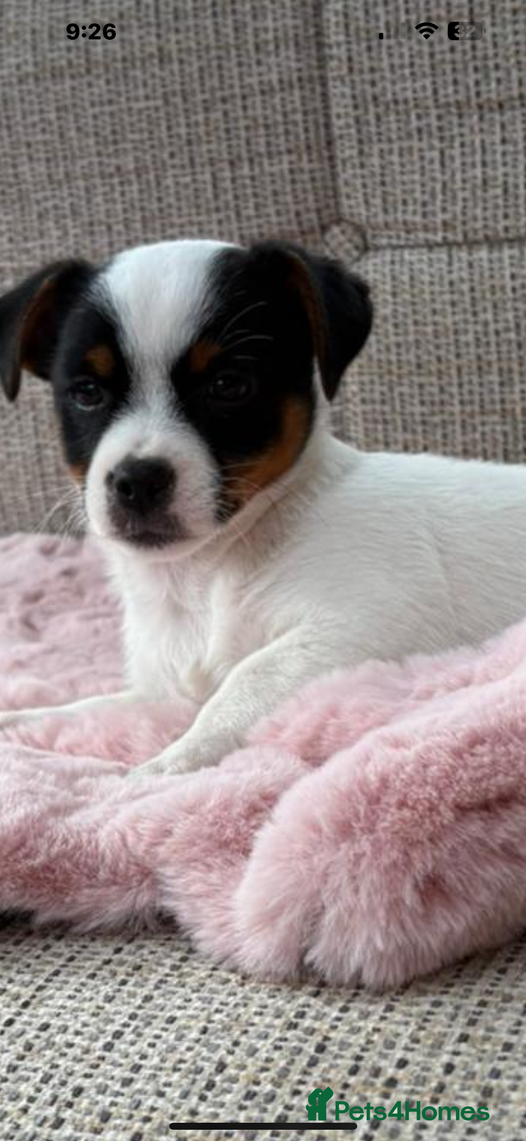 Jack Russell dogs for stud: Proven Short legged true  jack Russell for stud  in Eastleigh - Advert 14