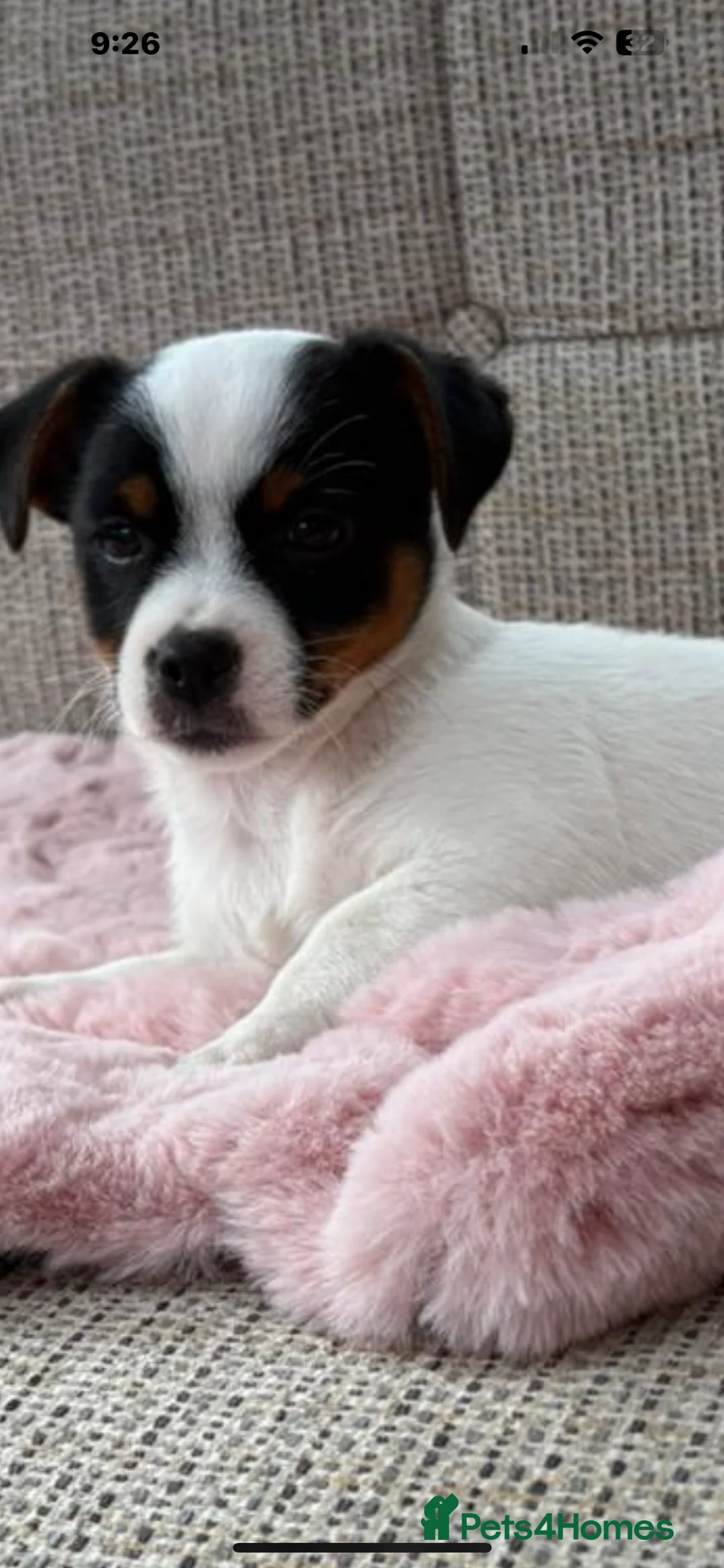 Jack Russell dogs for stud: Proven Short legged true  jack Russell for stud  in Eastleigh - Advert 14