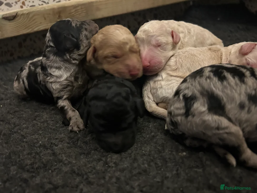 Goldendoodle dogs for sale: Stunning Goldendoodle Pups - Advert 15