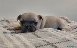 French Bulldog dogs for sale: French bulldog puppies - Image 5