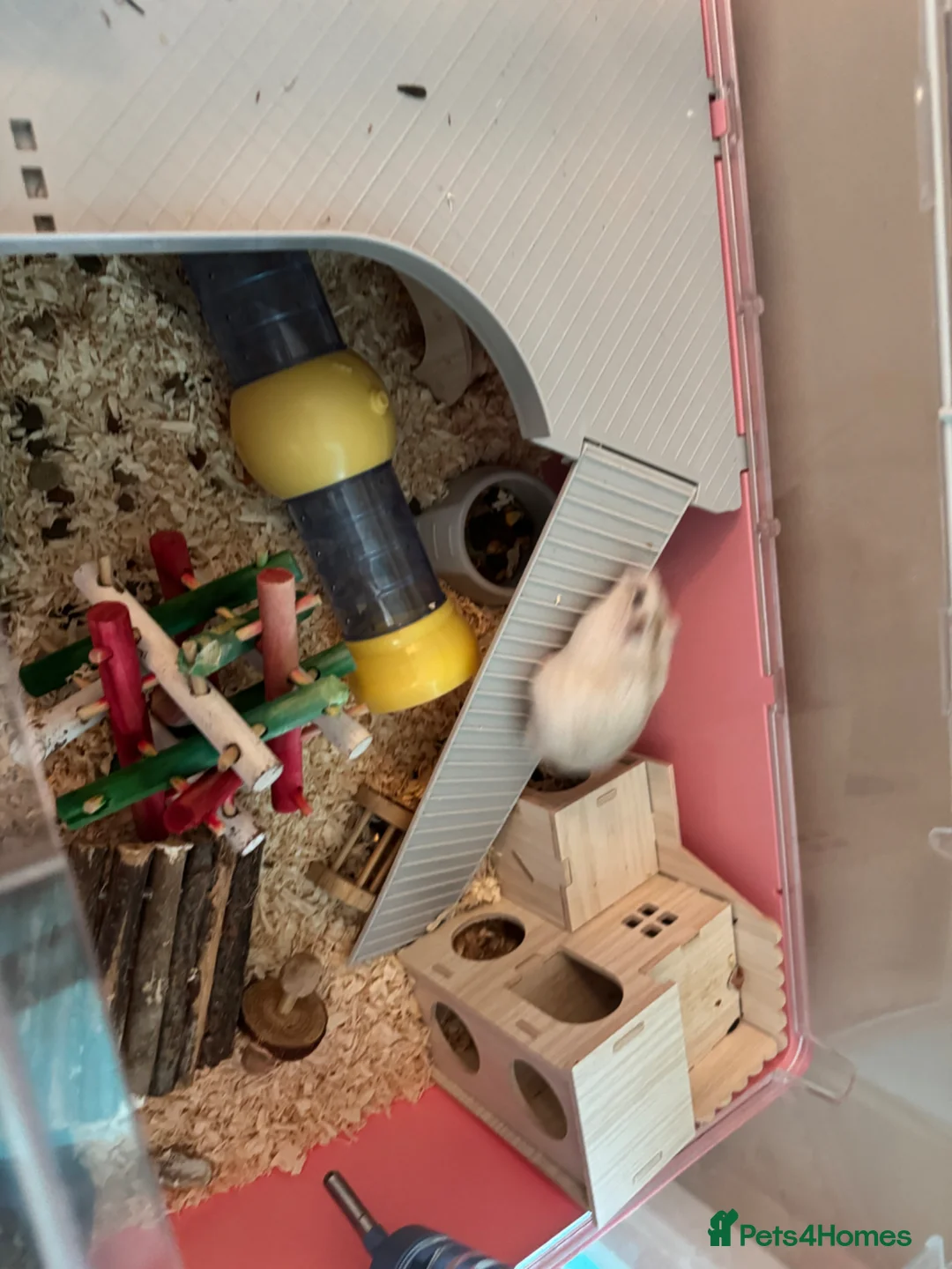 Hamster rodents for sale: Lovley hamster  in Newquay - Advert 4