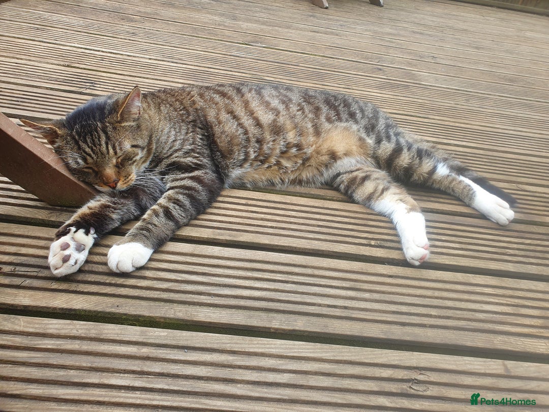 Mixed Breed cats for sale: The three musketeers are looking for new homes - Image 31