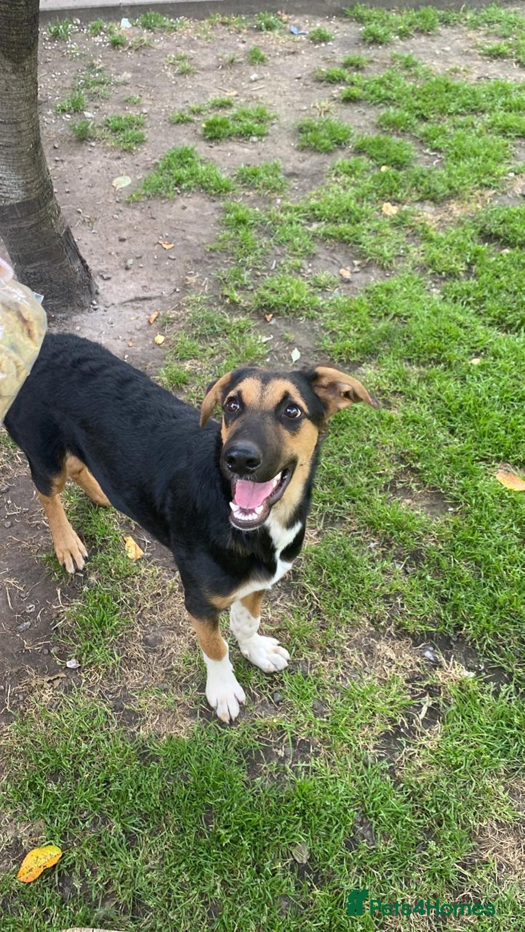 Mixed Breed dogs for adoption: 💙🐶 BRUNO -The Big, Loving Pup: FOSTER or ADOPT - Advert 2