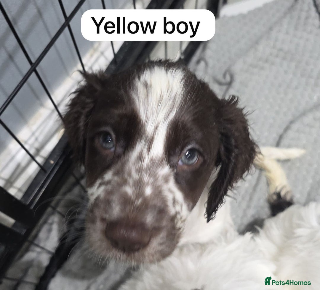 Mixed Breed dogs for sale: Cockapoo puppies  - Advert 6