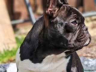 French Bulldog dogs French Bulldog Perfect BLOODLINE - Advert 9