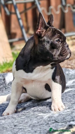 French Bulldog dogs - Advert 2