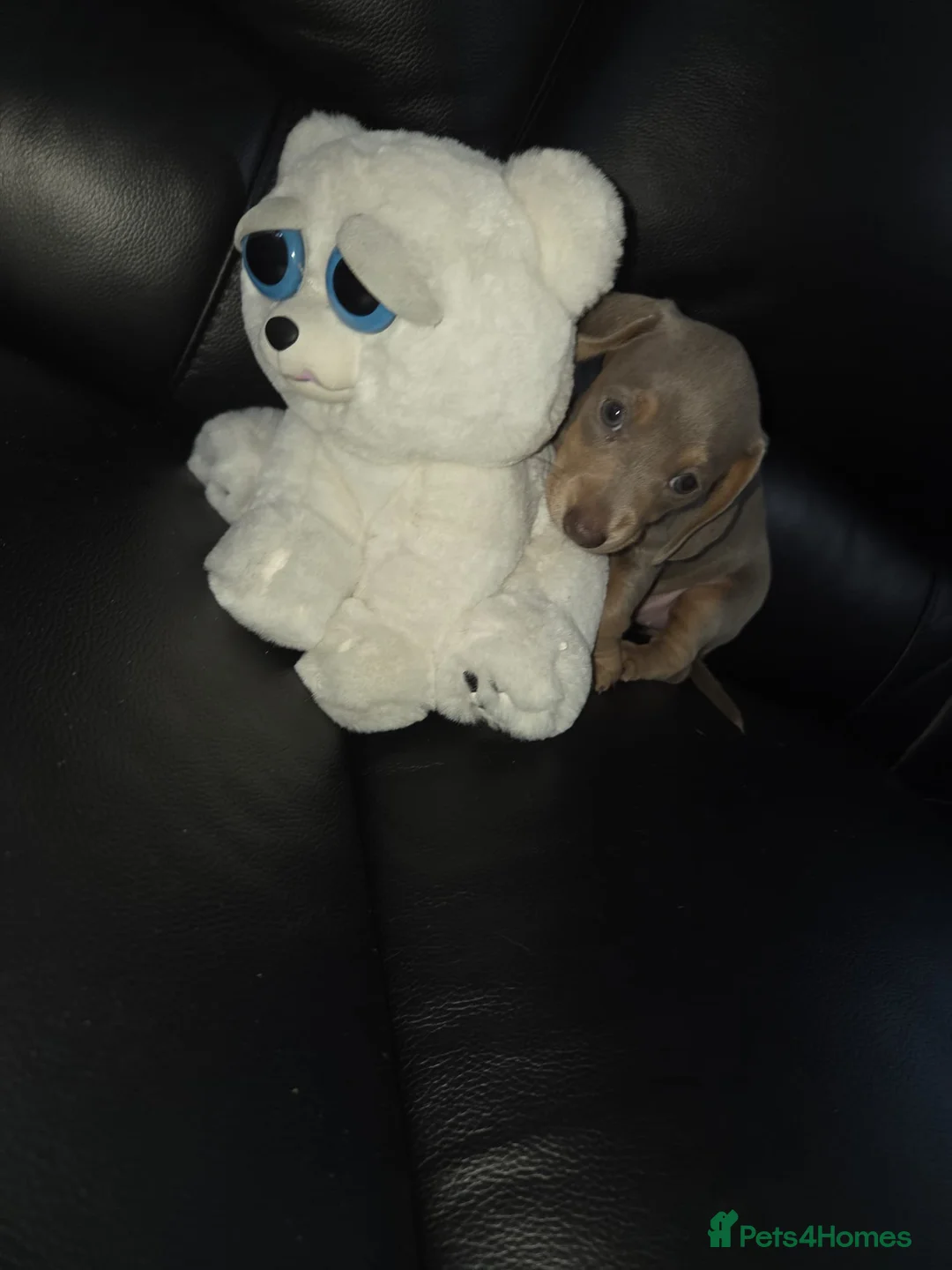 Miniature Dachshund dogs for sale: Our beautiful babies  - Advert 4