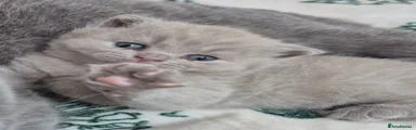 British Shorthair Kitten 1