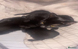 Bengal cats for sale: 3 black bengal kittens  - Advert 5