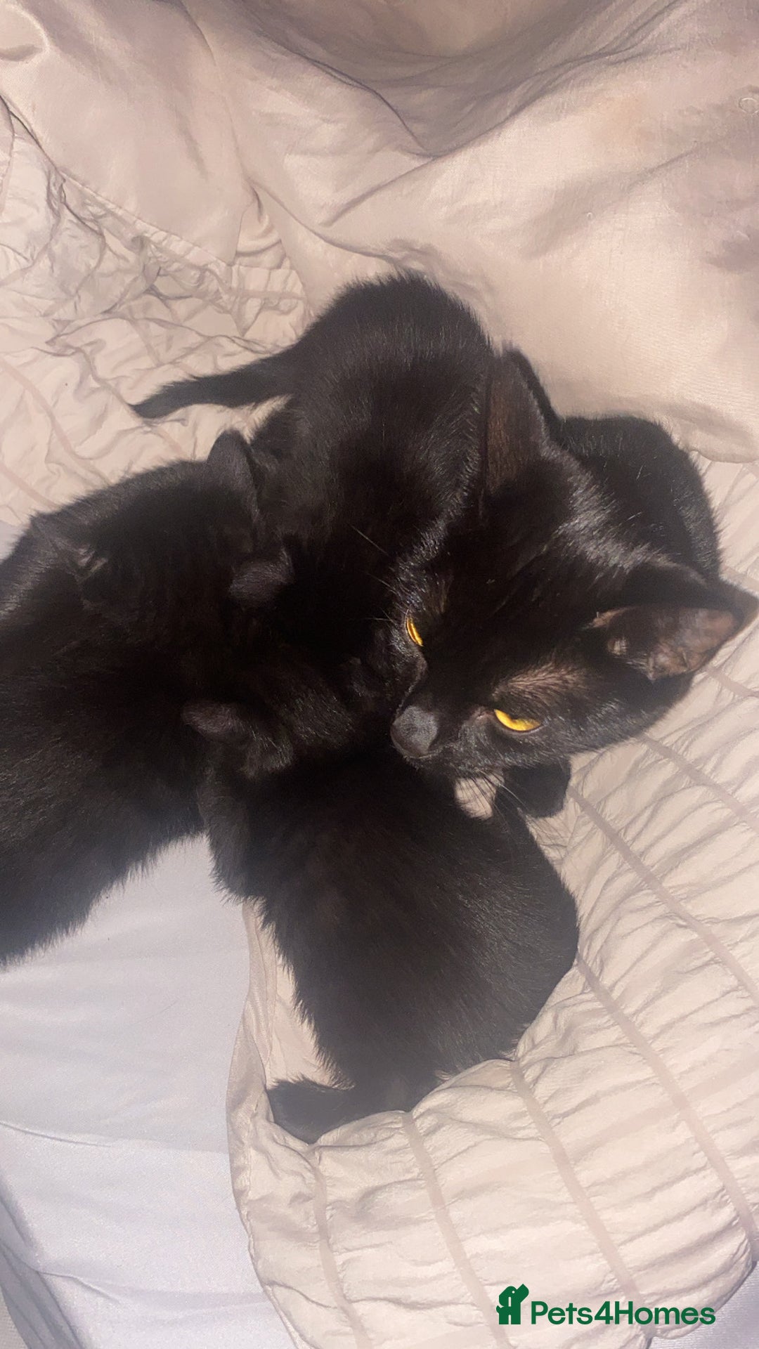 Bengal cats for sale: 3 black bengal kittens  - Advert 5