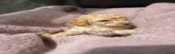 Miniature Poodle dogs for sale: Miniature poodles - Advert 17