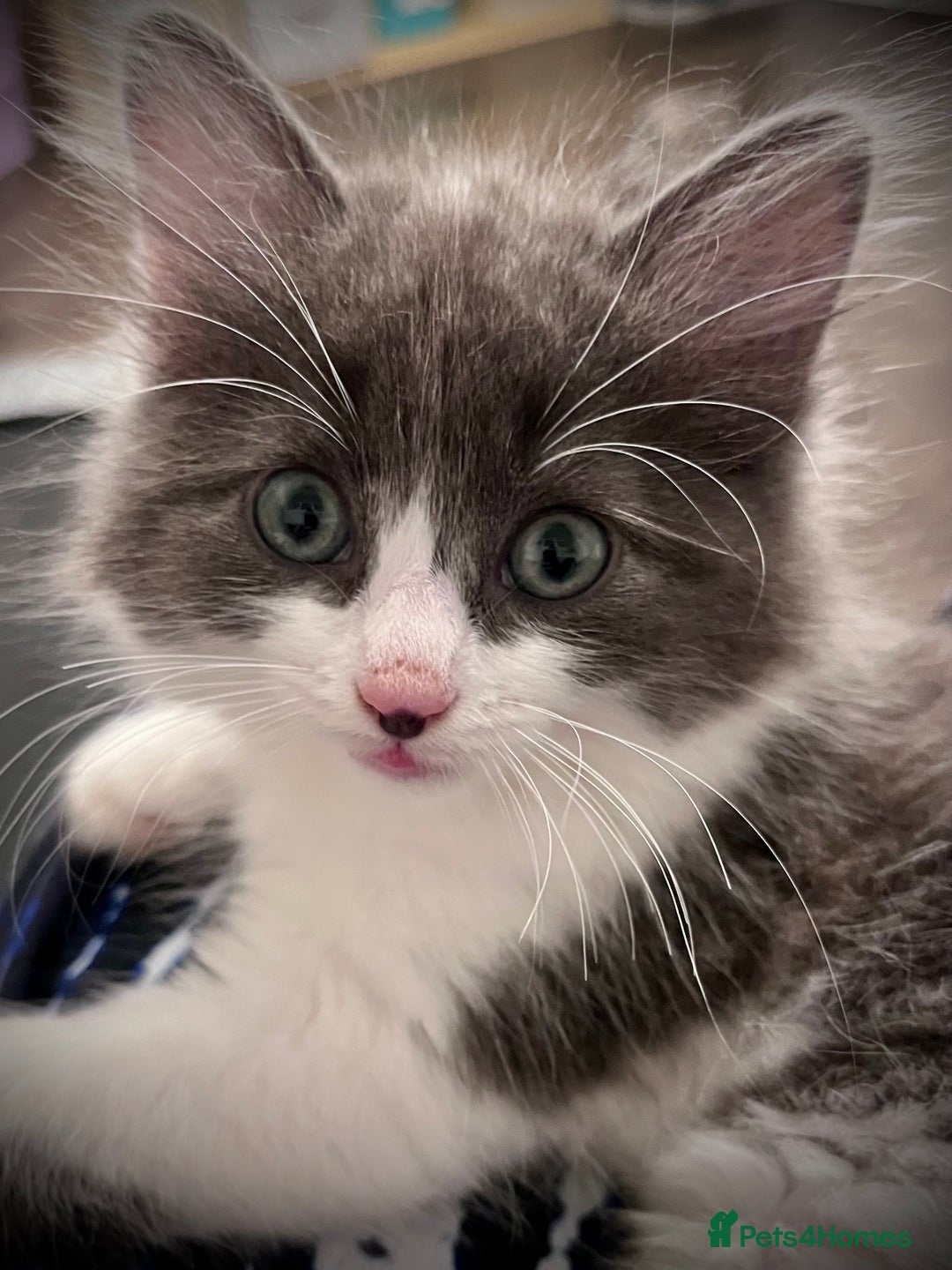 Ragdoll cats for sale: Beautiful ragdoll/blue Russian  - Image 1