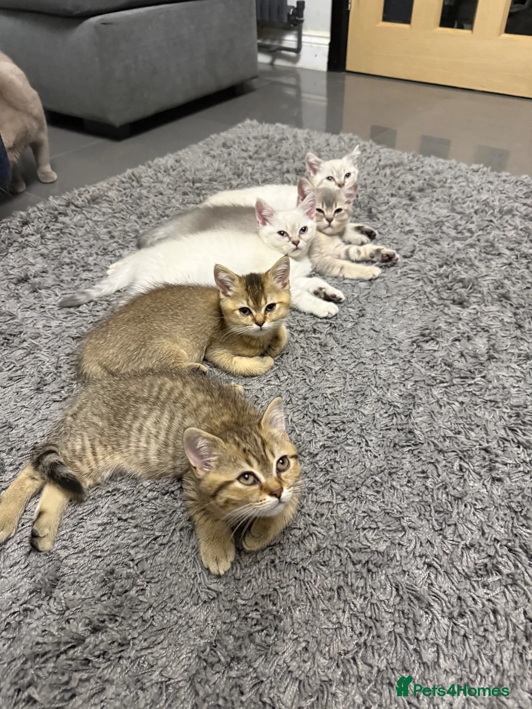British Shorthair cats for sale: Beautiful queen active for sale - Advert 2