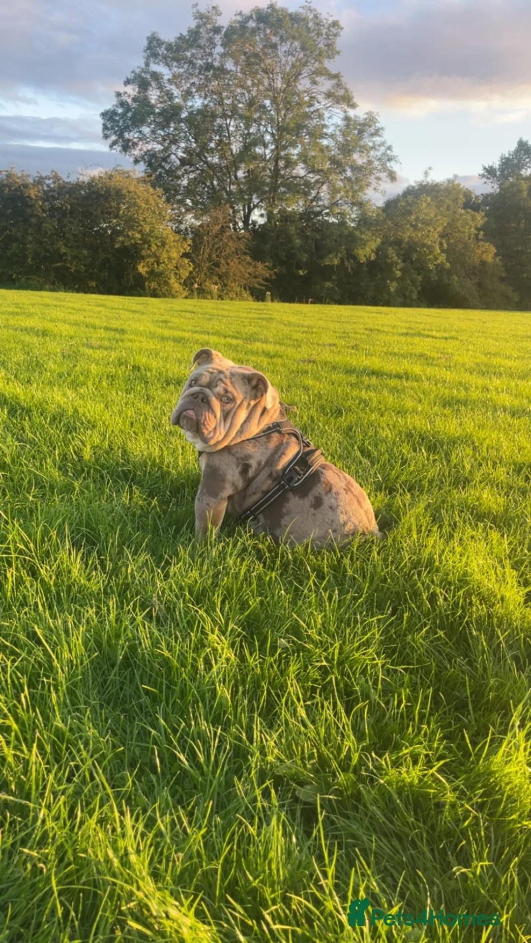 English Bulldog dogs for stud: Teddy bear 🧸 English bulldog stud in Newcastle upon Tyne - Advert 6