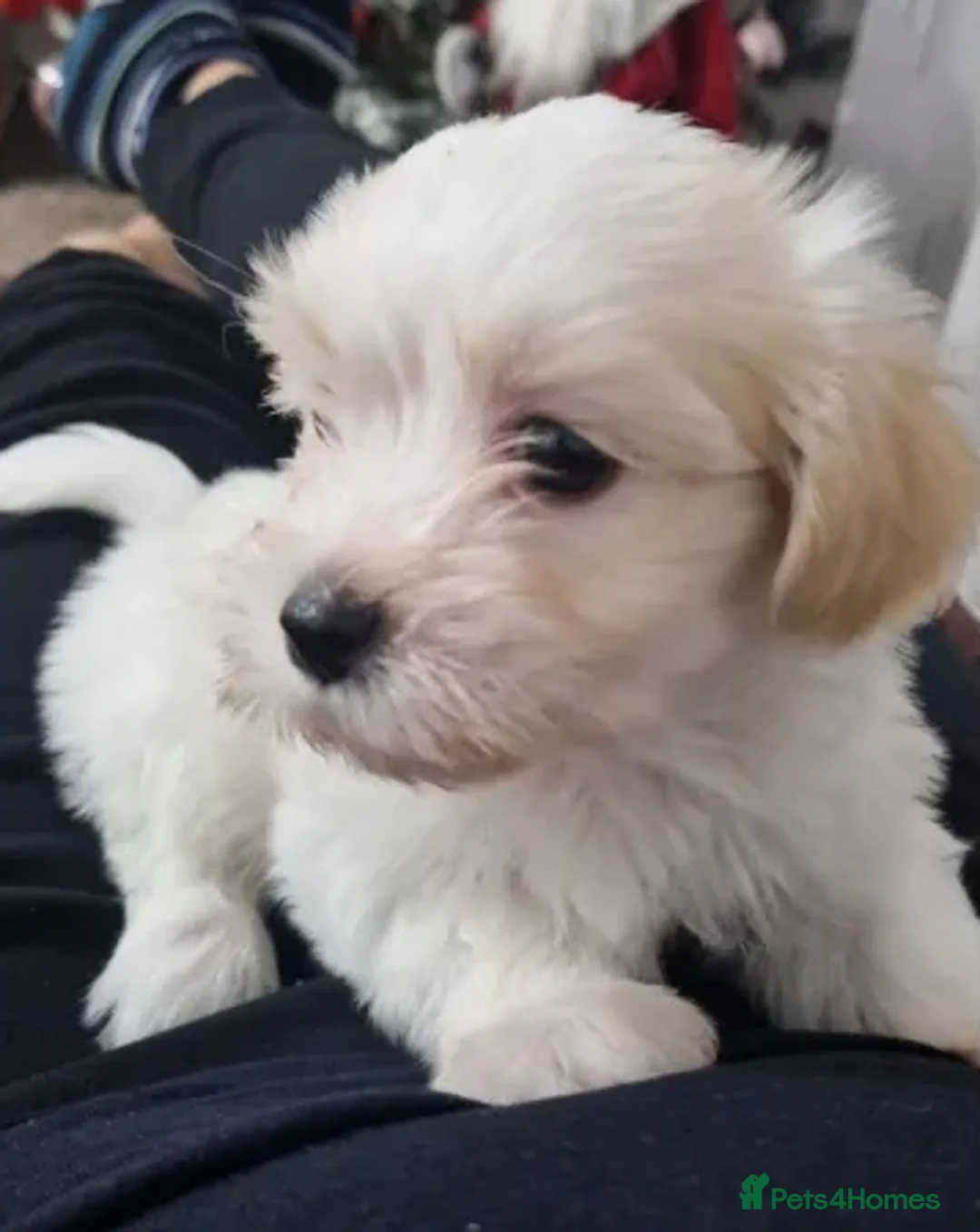Havanese dogs for sale: The Ultimate Lap Dog – Precious Havanese Puppies  - Advert 5