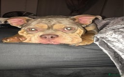 American Bully dogs for sale: Female Pocket Bully  - Image 5