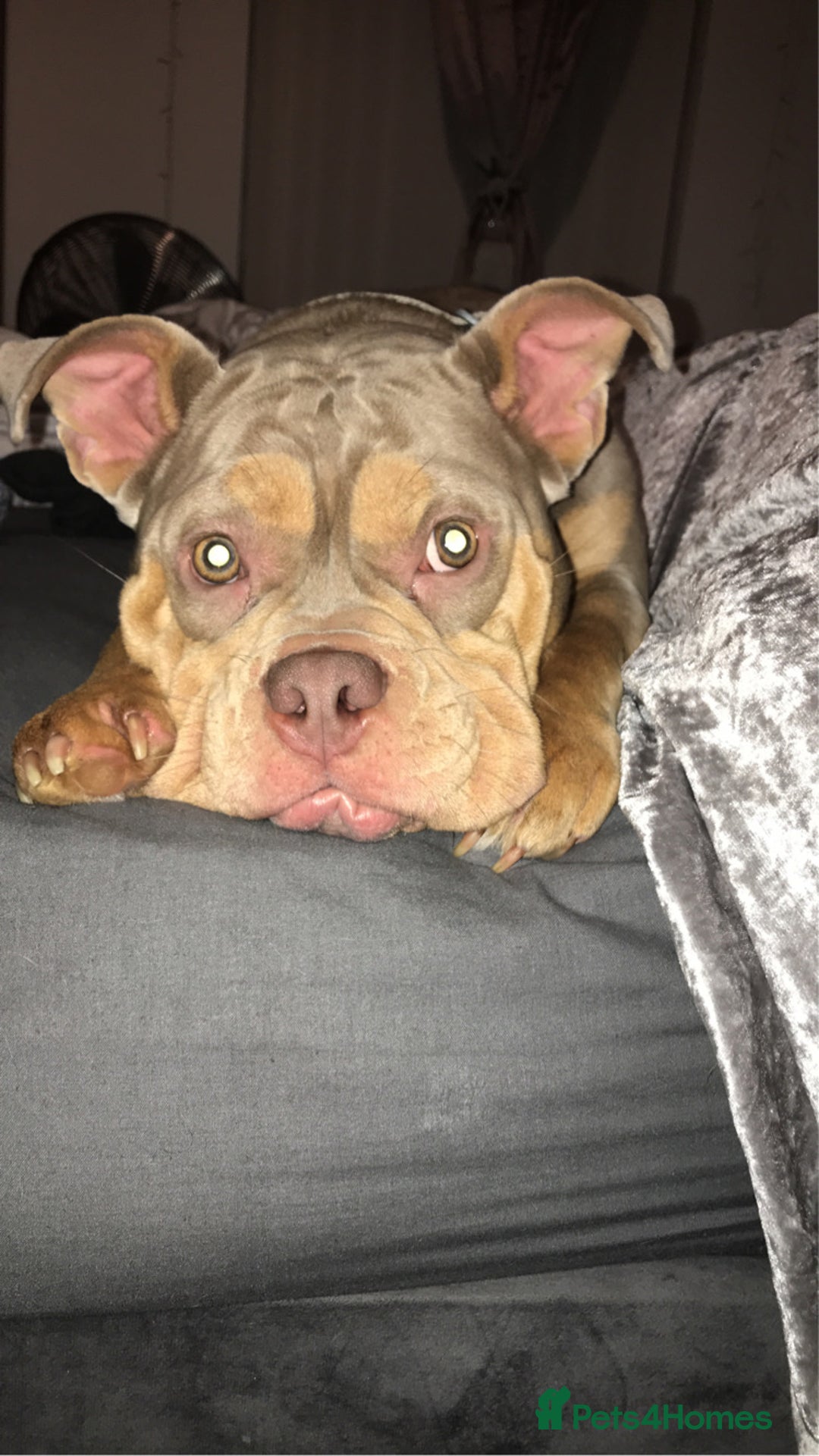 American Bully dogs for sale: Female Pocket Bully  - Image 5